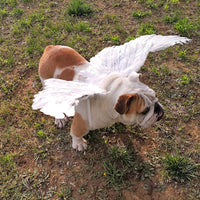 Thumbnail for Angel Wings For Pets