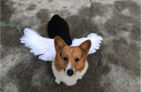 Thumbnail for Angel Wings For Pets