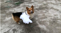 Thumbnail for Angel Wings For Pets