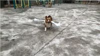 Thumbnail for Angel Wings For Pets